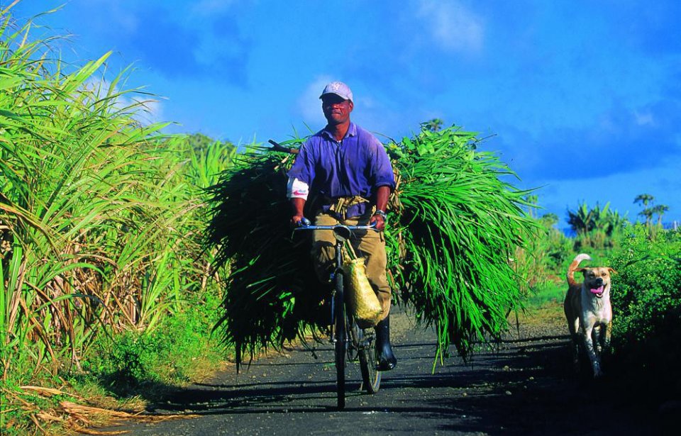 Copyright @ Comité Martiniquais du Tourisme www.martiniquetourisme.org Martinique