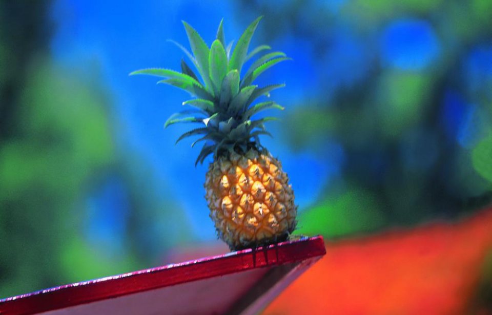 Copyright @ Comité Martiniquais du Tourisme www.martiniquetourisme.org Martinique