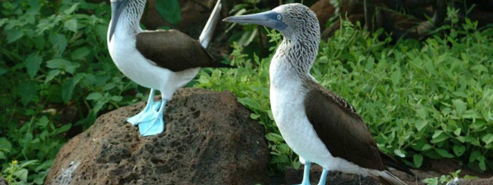 Galapagos, Ecuador