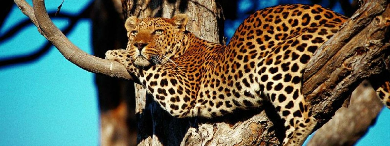 Leopardi, Botswana