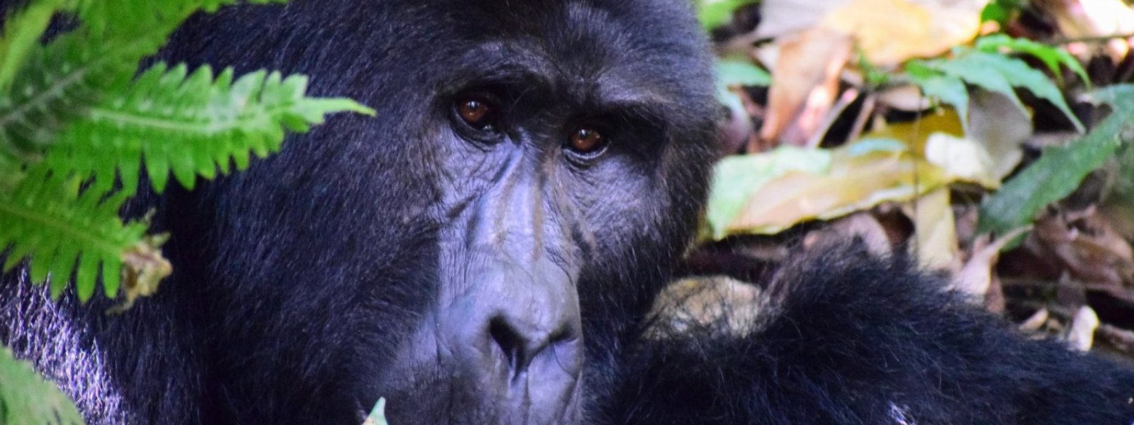 Uganda, gorillasafari,  vuorigorilla