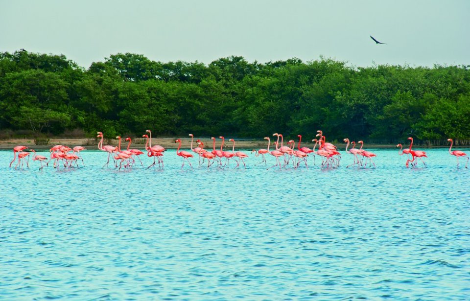Andienflamingoja Andienflamingoja