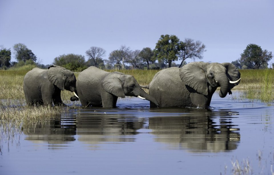 Botswana, elefantteja safarilla Botswana, elefantteja safarilla