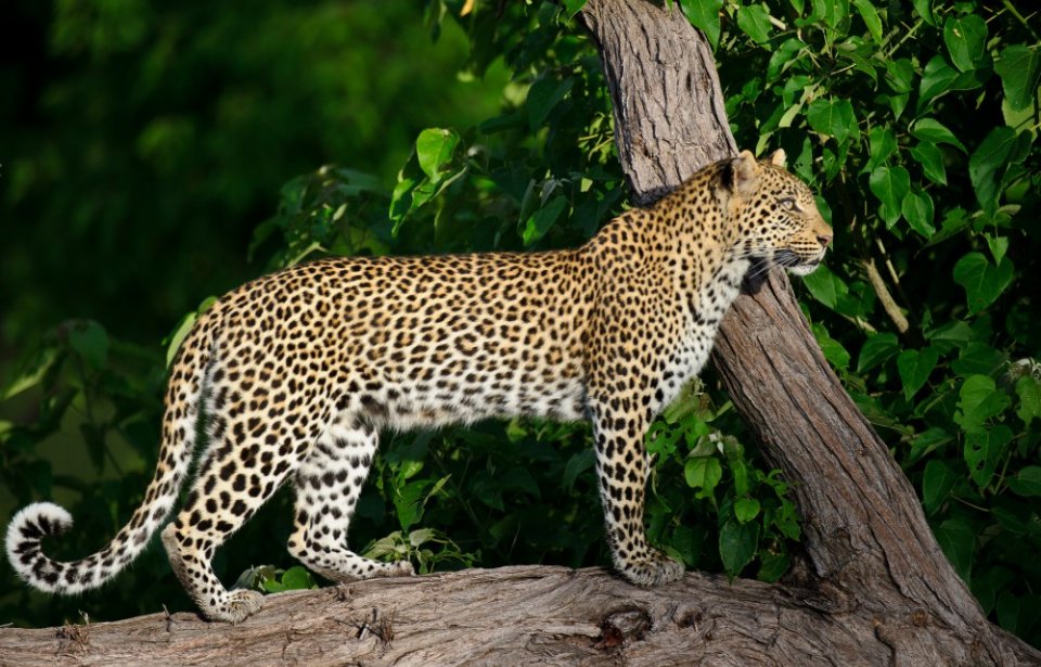 Botswana, leopardi Botswana, leopardi