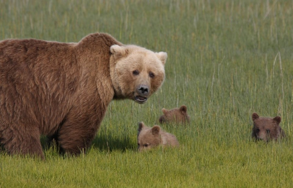 Karhuperhe Alaskasta Alaska