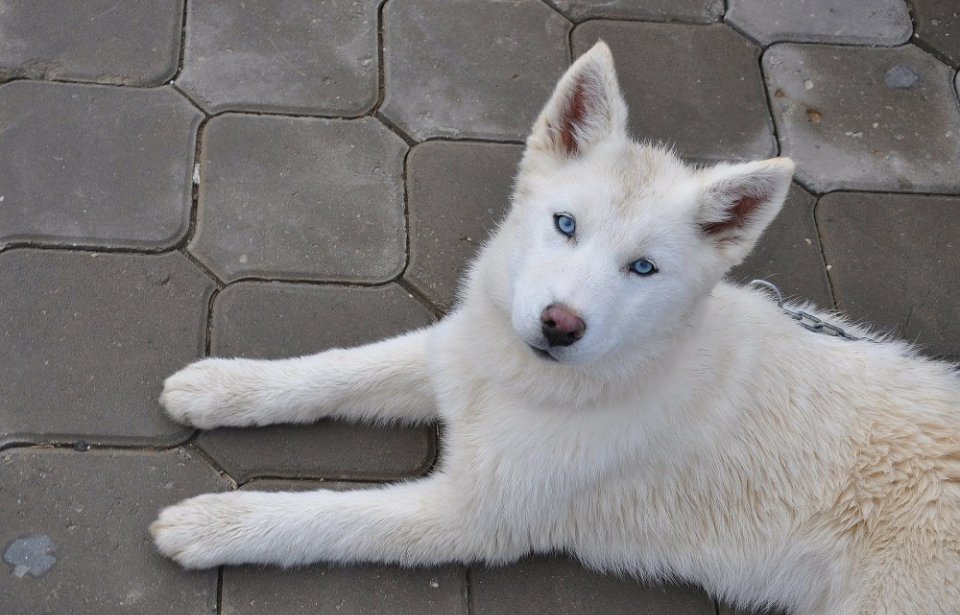 Alaskan Husky Alaska