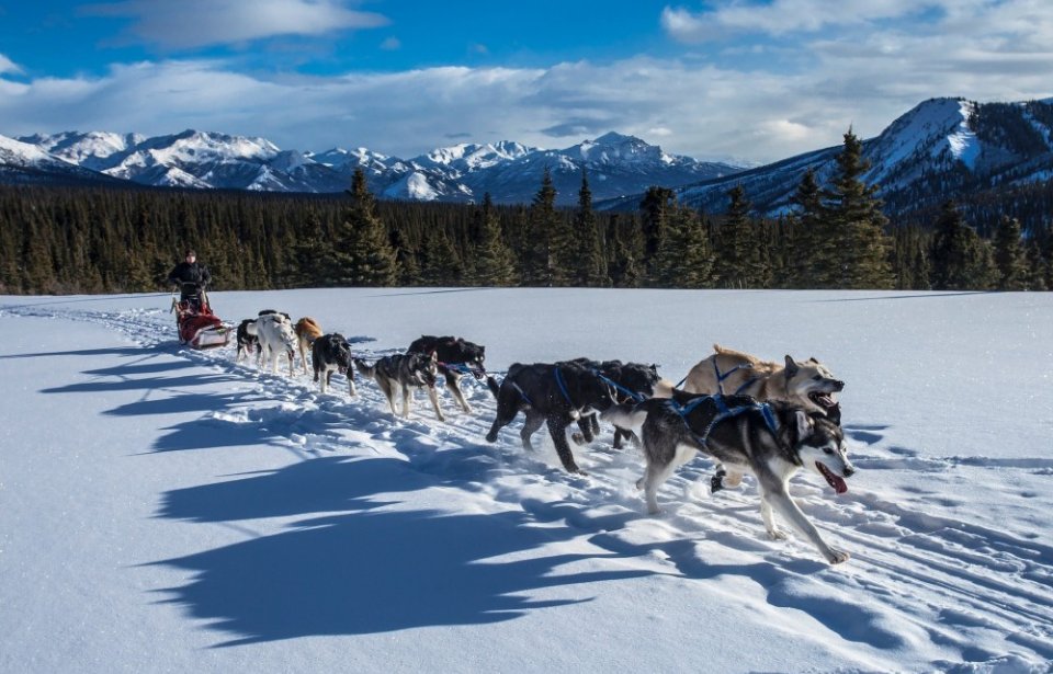 Koiravaljakolla Alaskassa Alaska