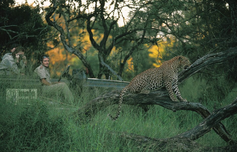 Leopardi, Mala Mala game reserve Leopardi, Mala Mala game reserve, Krugerin kansallispuisto, Mpumalanga