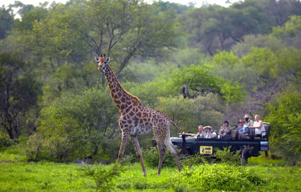 Kirahvi, Mala Mala game reserve Kirahvi, Mala Mala game reserve, Krugerin kansallispuisto, Mpumalanga