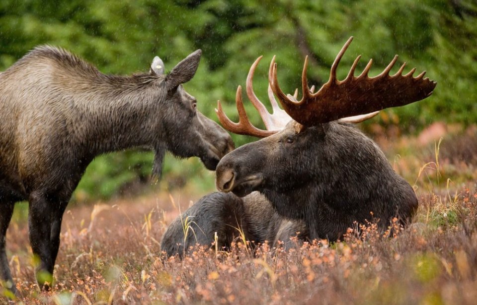 Hirvipariskunta Alaskasta Alaska