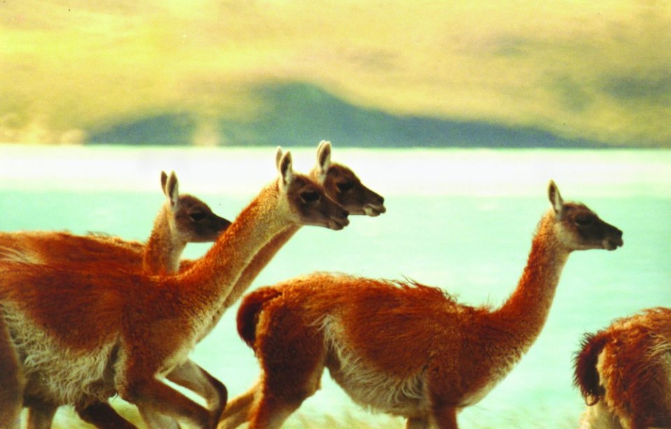 Guanakkoja Patagoniassa Guanakkoja Patagoniassa