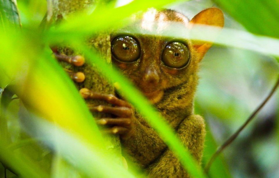 Metsänasukas Filippiineiltä Filippiinit, Tarsier, kummituseläin