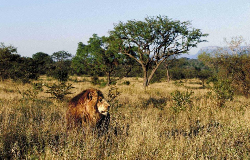 Etelä-afrikka, räätälöity, yksilöllinen, afrikka, safari