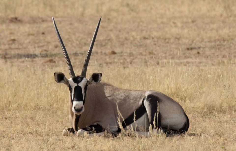 Etelä-afrikka, räätälöity, yksilöllinen, afrikka, safari