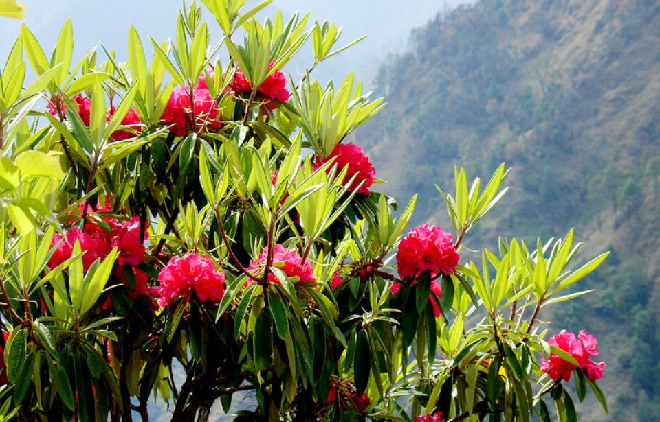 Nepal