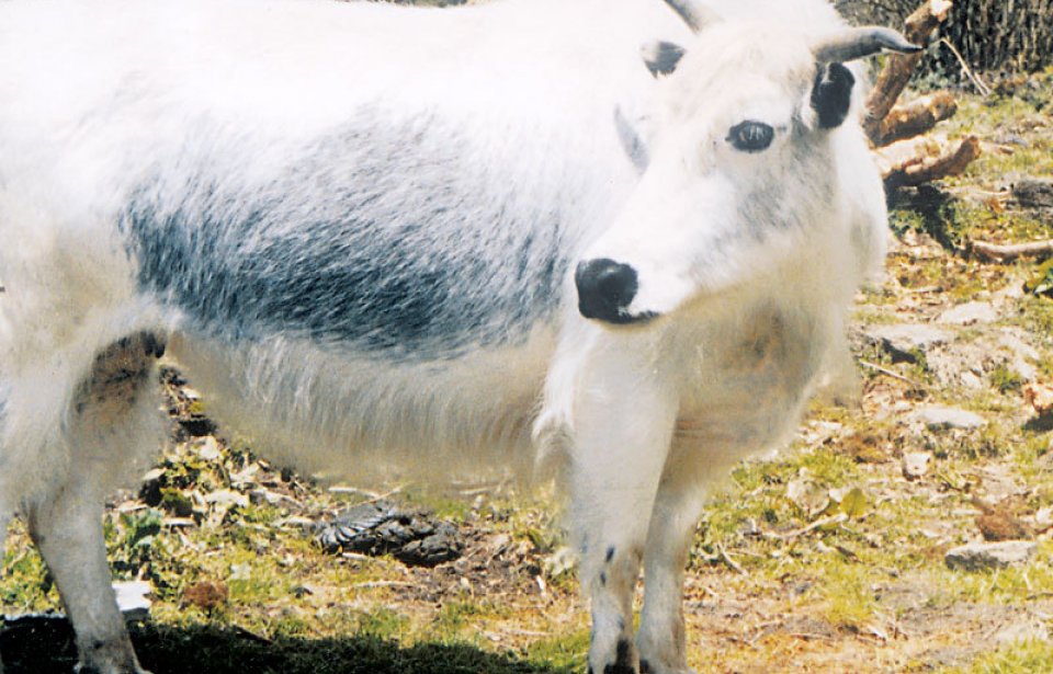 Nepal