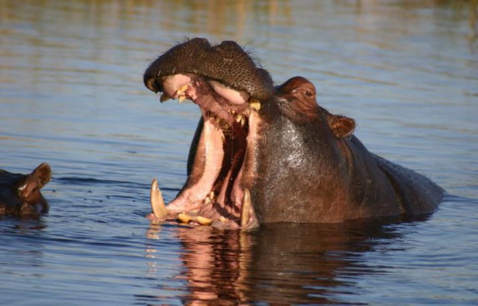 Botswana Botswana