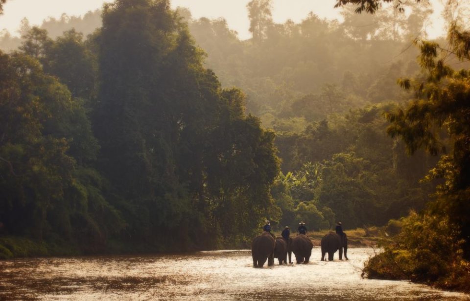 Norsusafarilla Thaimaassa Thaimaa