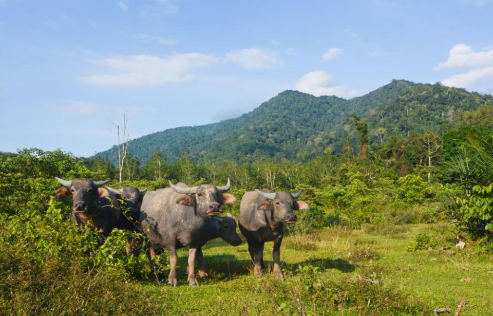 Malesia
