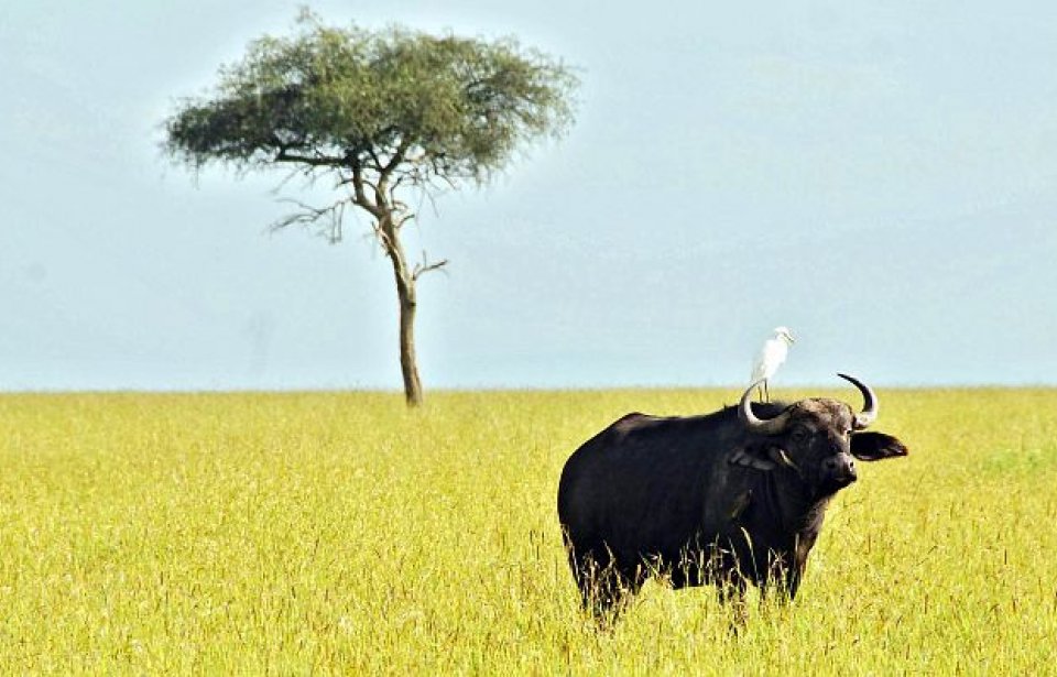 Buffalo Keniassa Kenia