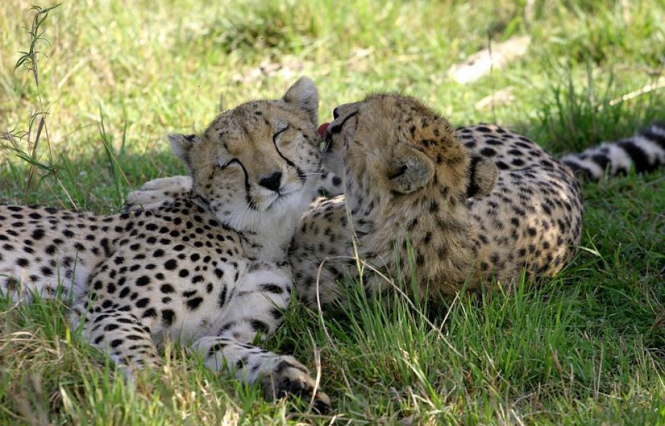 Cheetah, Kenia Kenia