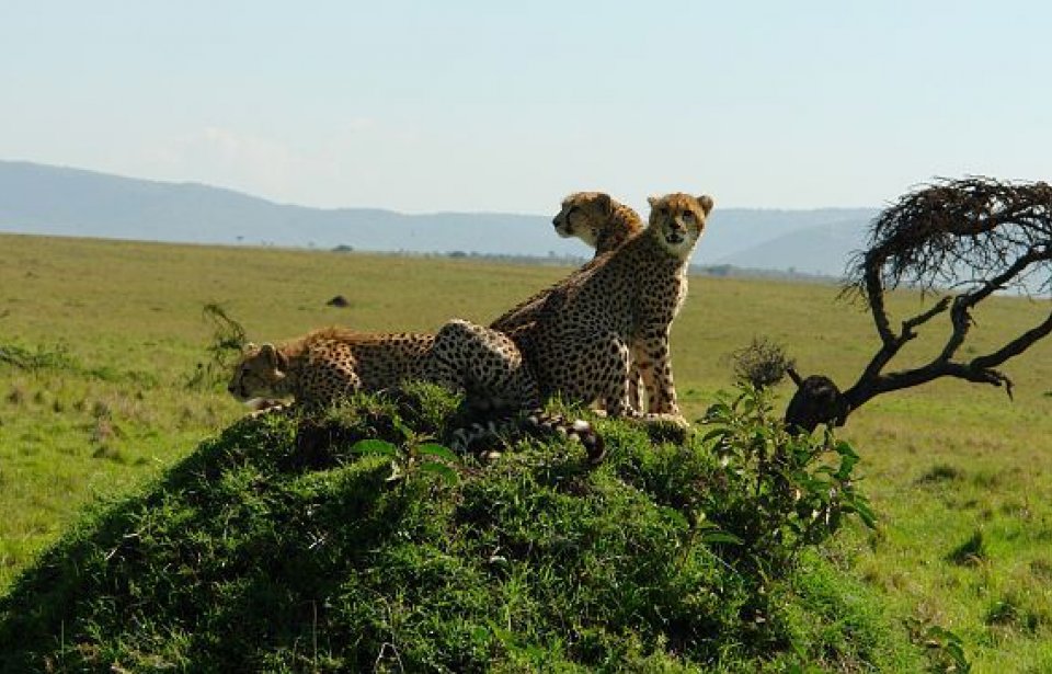 Kissoja Keniassa Kenia