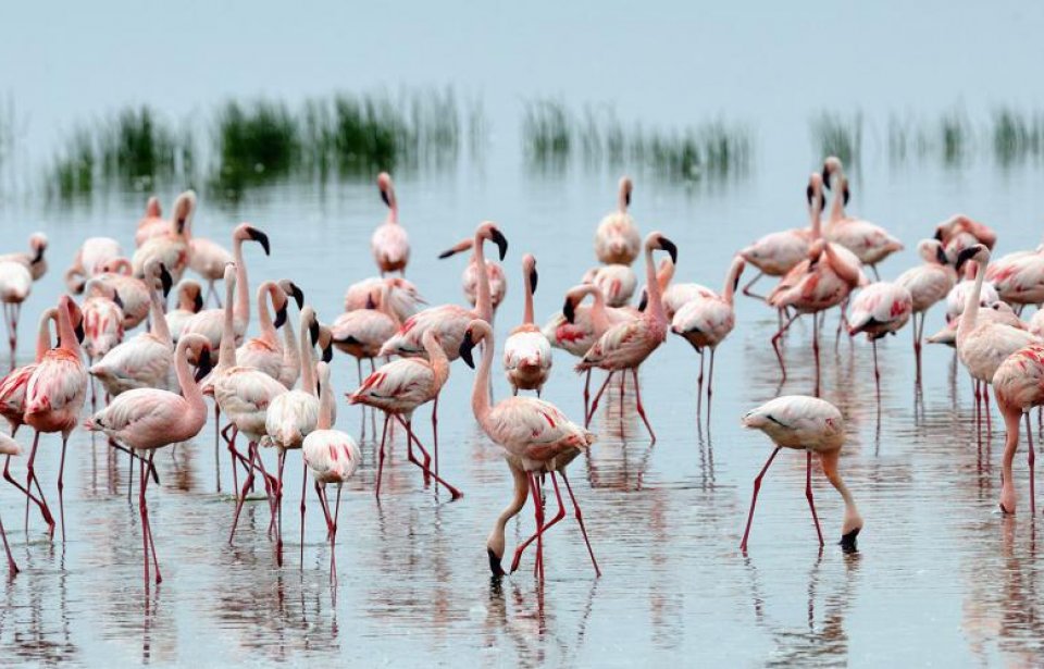 Flamingoja Keniassa Kenia