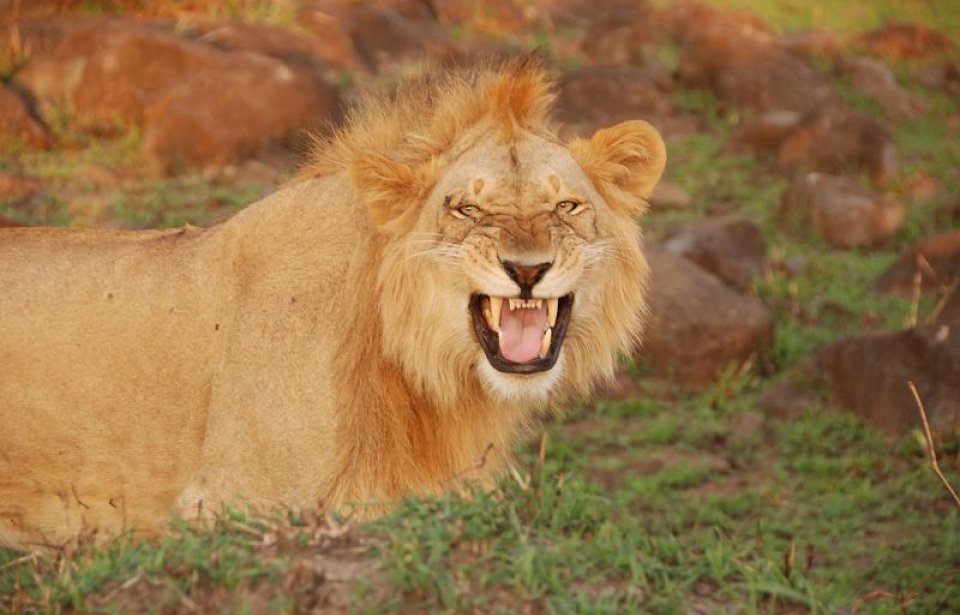 Leijona Keniassa Kenia
