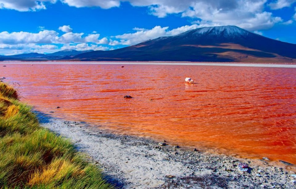 Laguna colorada, Bolivia Bolivia
