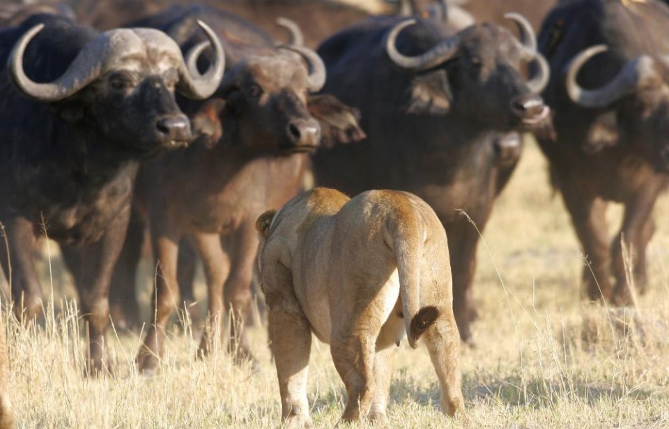 Botswana