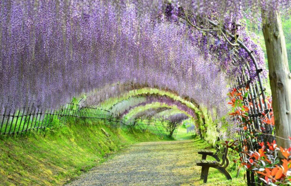 Japanilainen puutarha japani, Japanilainen puutarha, japani stopover