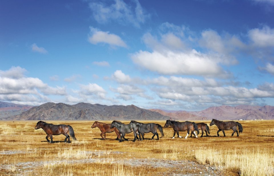 Mongolia Mongolia