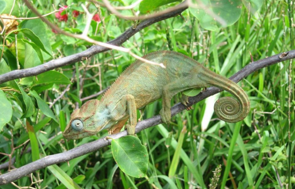 Madagaskar