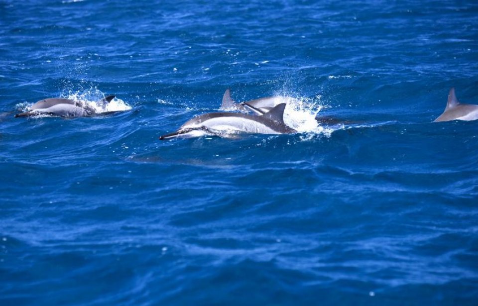 Mauritius Mauritius