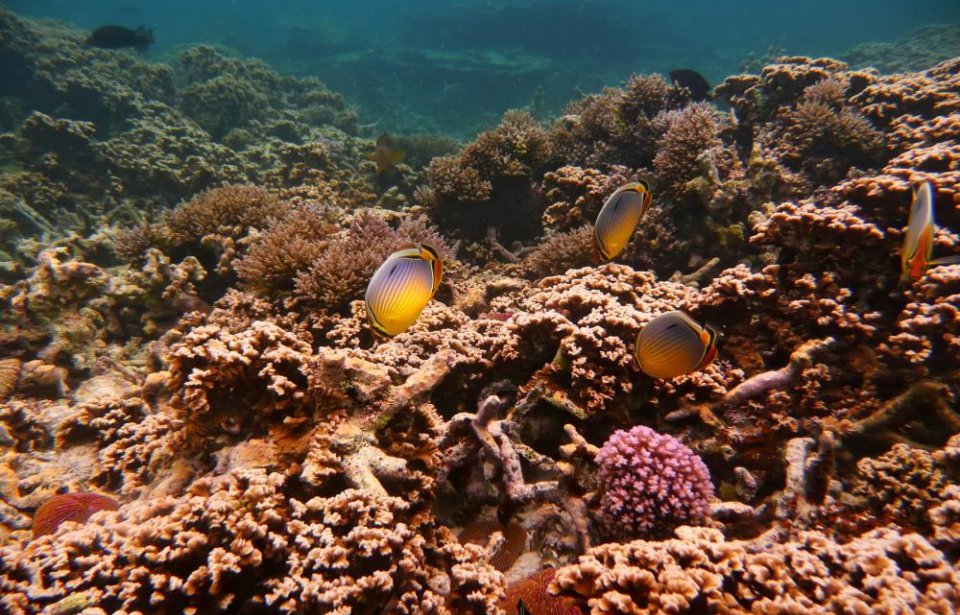 Merielämää Mauritiukselta Mauritius