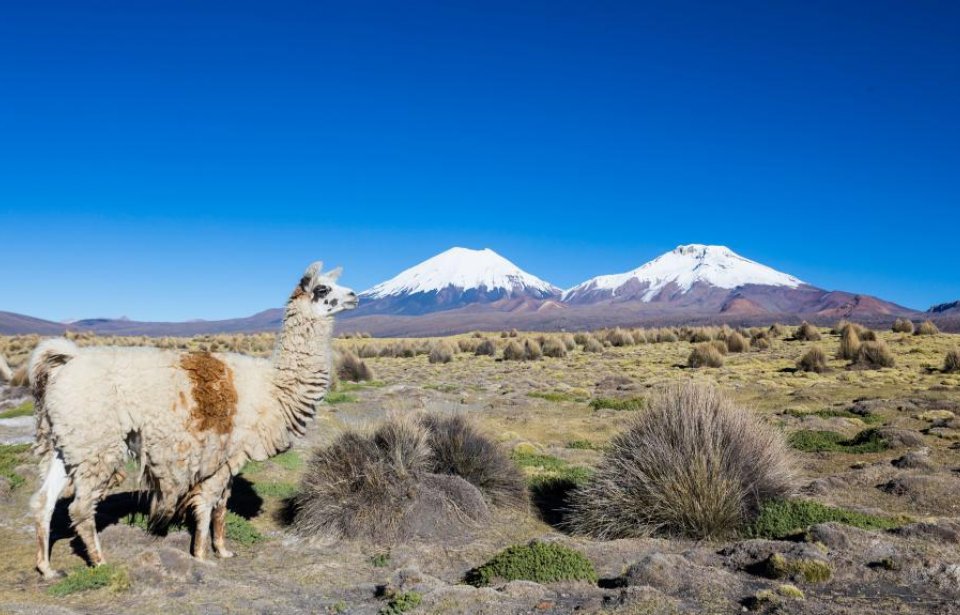 Payachata vuoret Bolivia