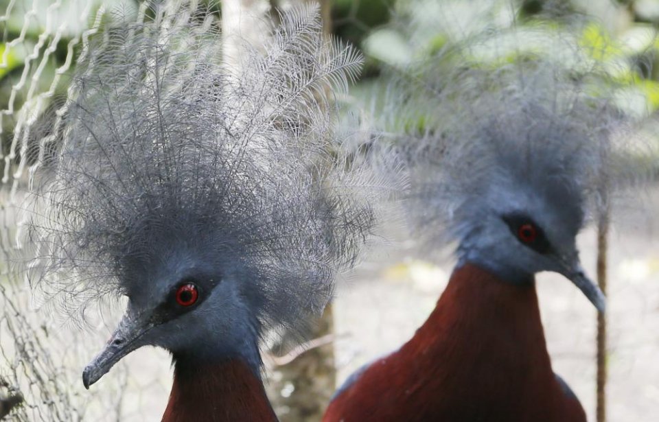 Papua Uusi-Guinea Papua uusi-guinea