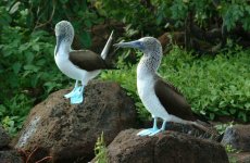 Galapagos, Ecuador