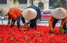 Hanoi Gardening