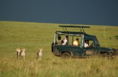 Kenia Masai Mara Mara Intrepids leopardit