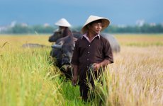 Riisinviljelijöitä, Vietnam, Aasia