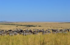 Kenia Masai Mara seeproja