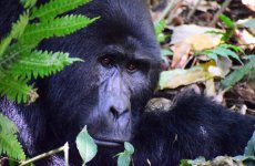 Uganda, gorillasafari,  vuorigorilla