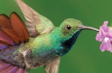 Costa Rica, lintujen bongaus, San José