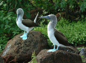 Galapagos, Ecuador