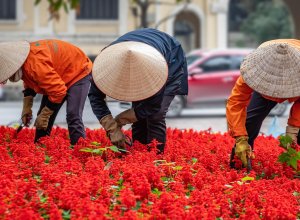 Hanoi Gardening