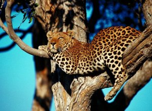 Leopardi, Botswana