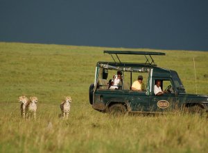Kenia Masai Mara Mara Intrepids leopardit