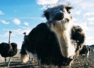 Ostrich, Etelä-Afrikan monet kasvot