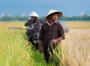 Riisinviljelijöitä, Vietnam, Aasia